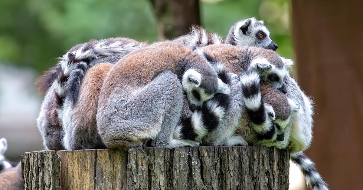 Lemurs
