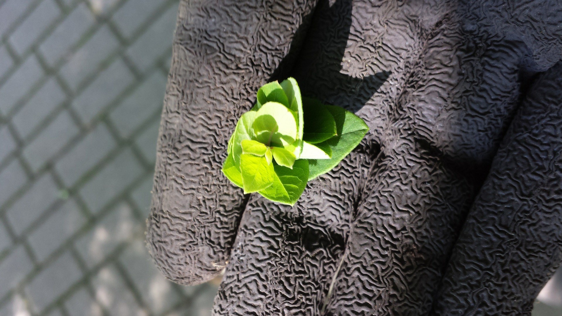 Green Glove Plant
